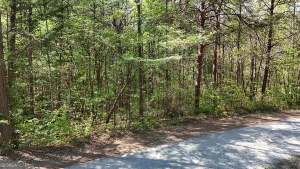 a view of a forest with trees in the background