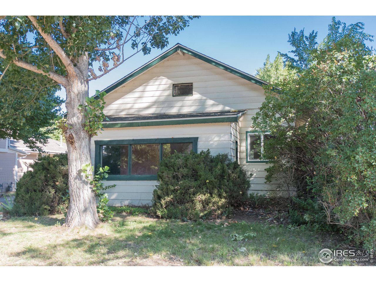 104 Oak Street Windsor, CO 80550 - Photo 4 of 31 Front Yard