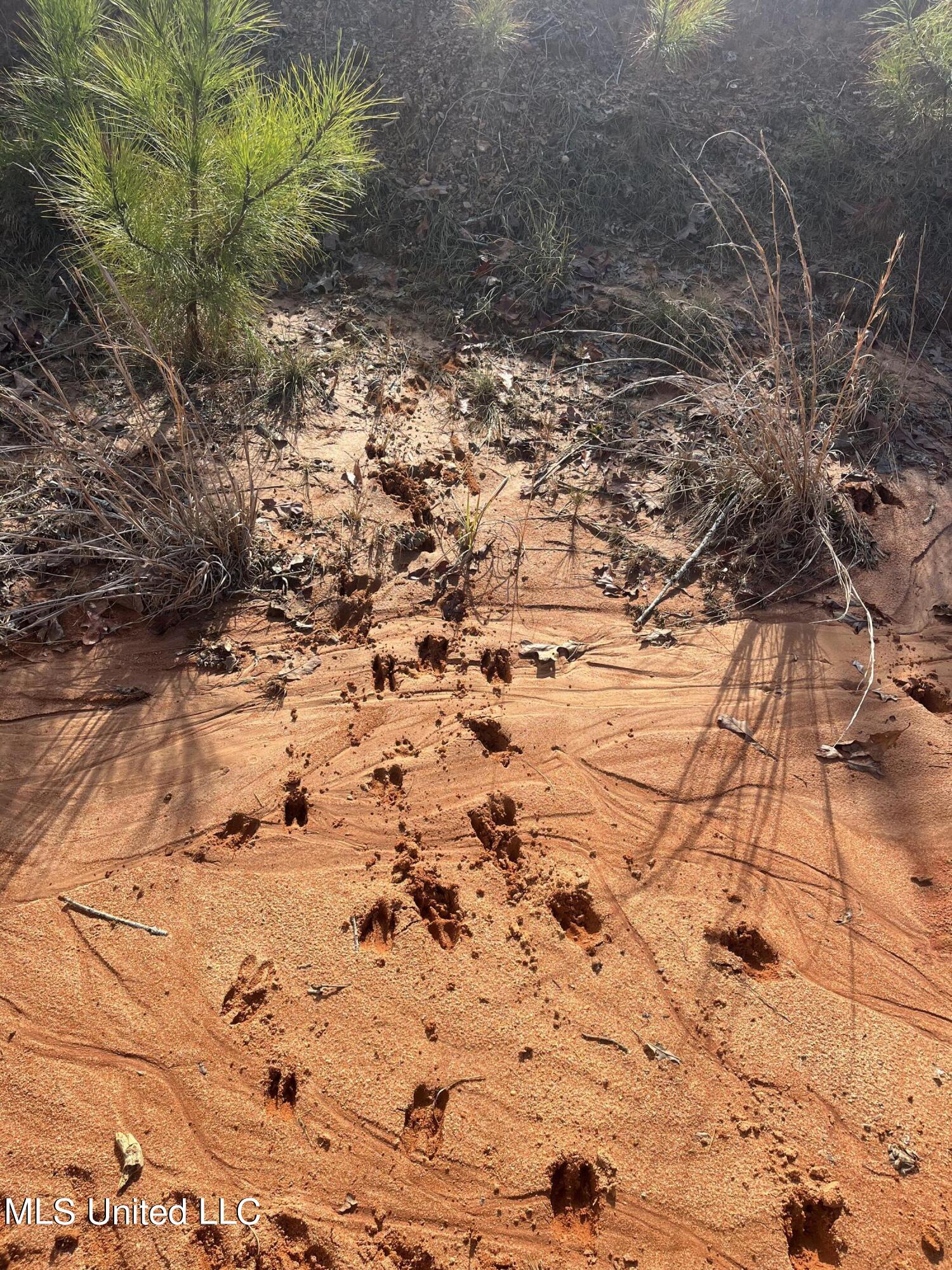 1 Highway 19 Philadelphia, MS 39350 - Photo 12 of 26 IMG_7901