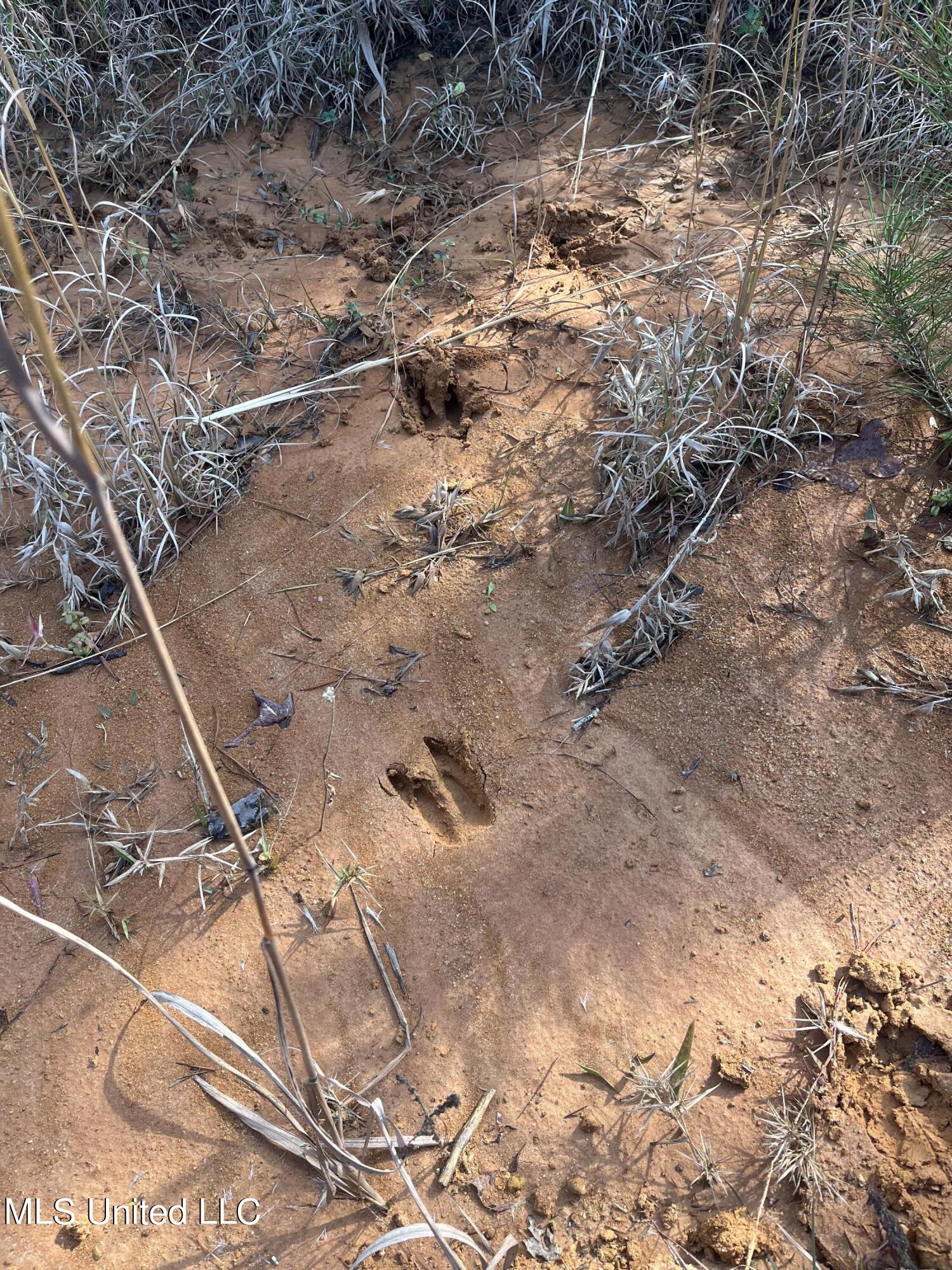 1 Highway 19 Philadelphia, MS 39350 - Photo 14 of 26 IMG_7900