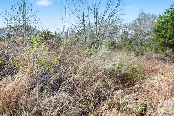 a view of a yard with a tree