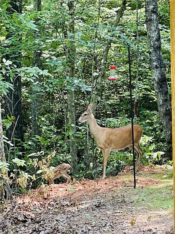 27 Two Cedars Road Morganton, GA 30560 - Photo 30 of 58