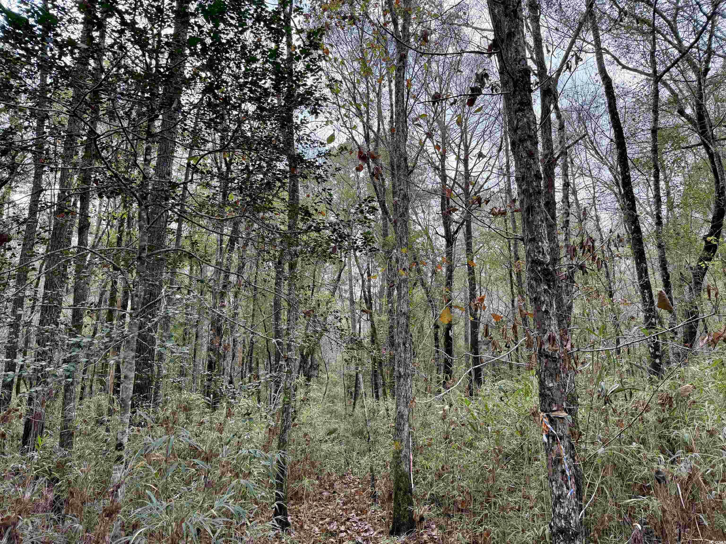 Tract D - Tbd Tract D - Tbd Pennyroyal Road Georgetown, SC 29440 - Photo 19 of 23