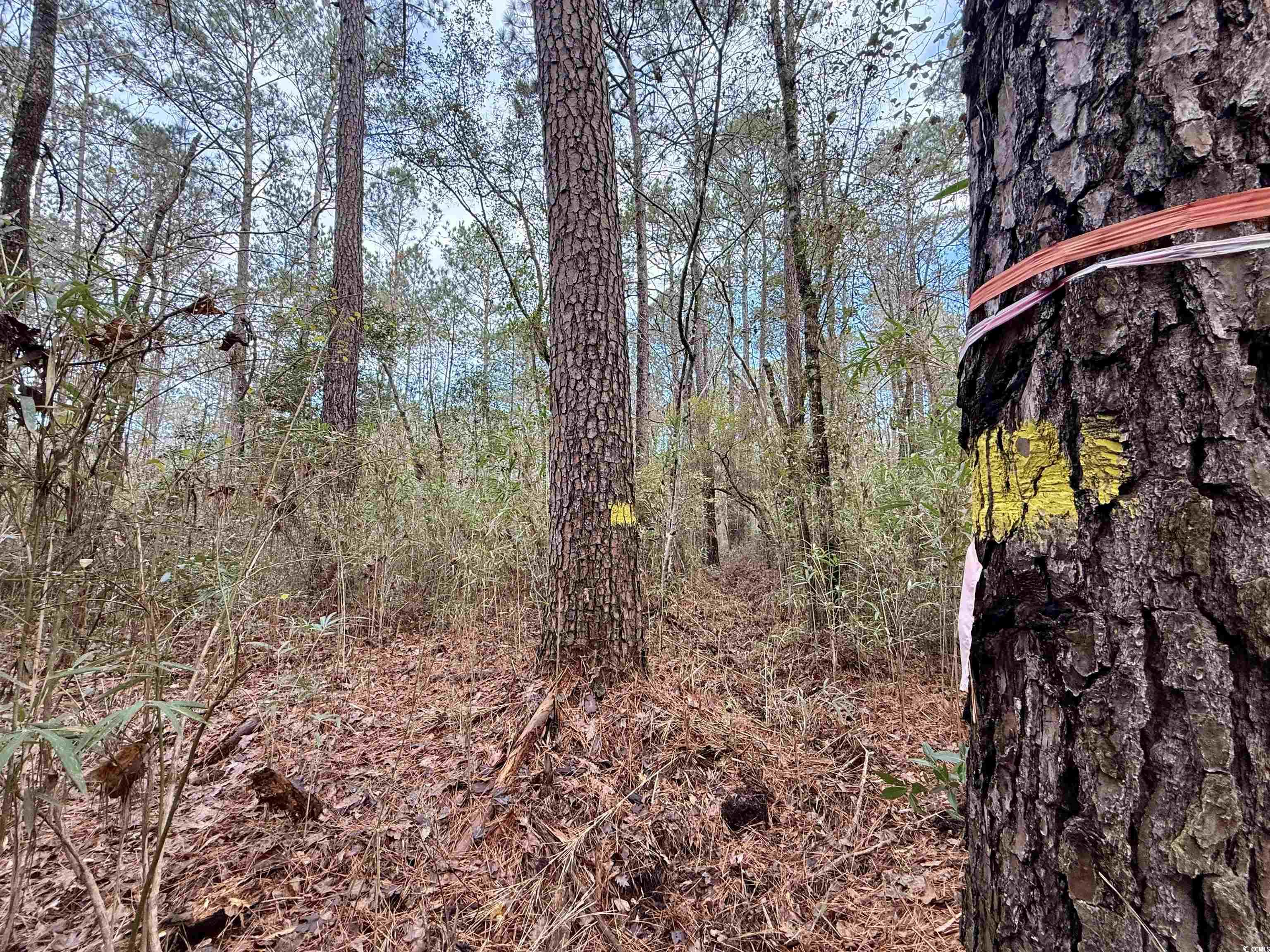 Tract D - Tbd Tract D - Tbd Pennyroyal Road Georgetown, SC 29440 - Photo 20 of 23