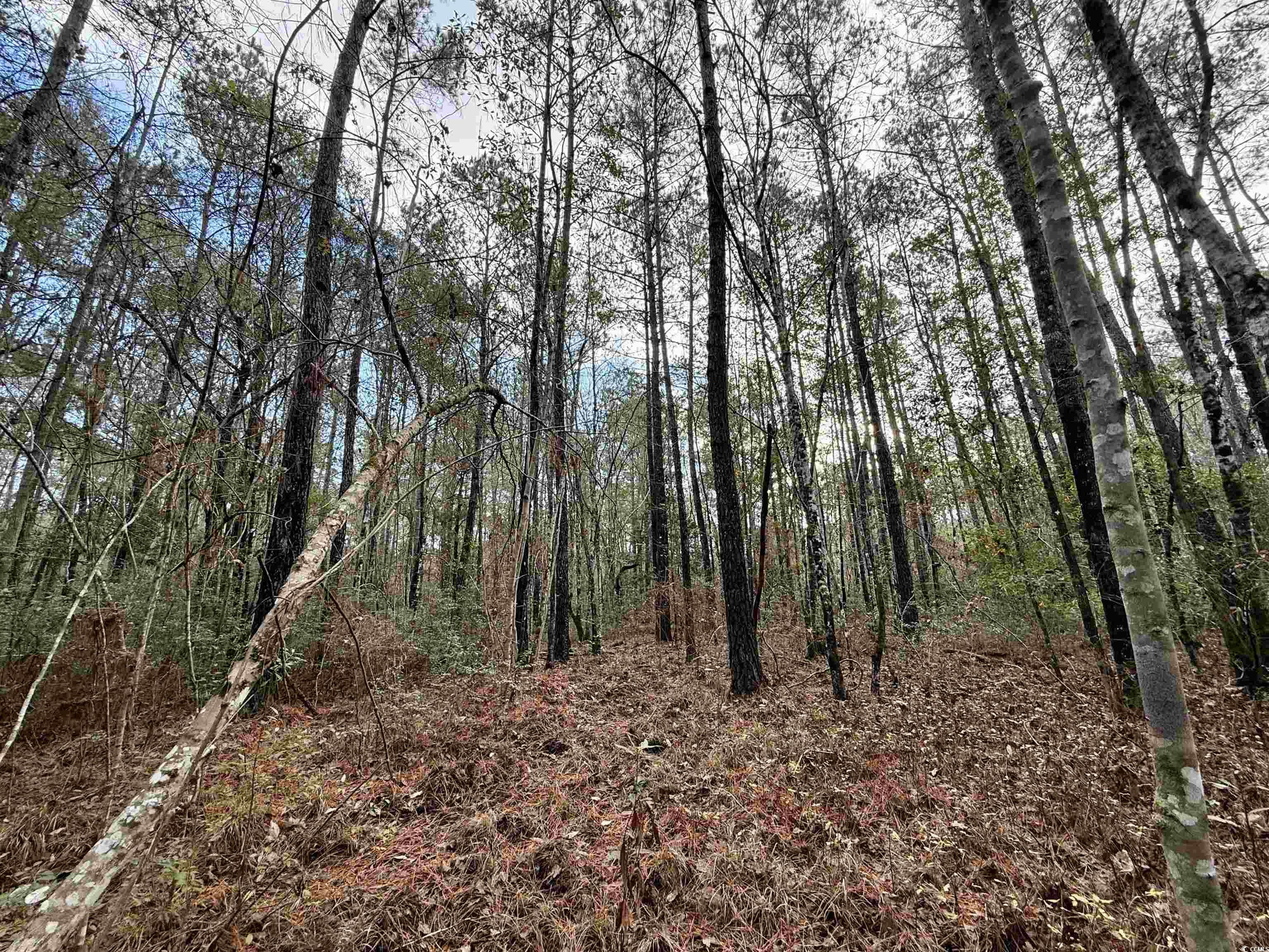 Tract D - Tbd Tract D - Tbd Pennyroyal Road Georgetown, SC 29440 - Photo 21 of 23