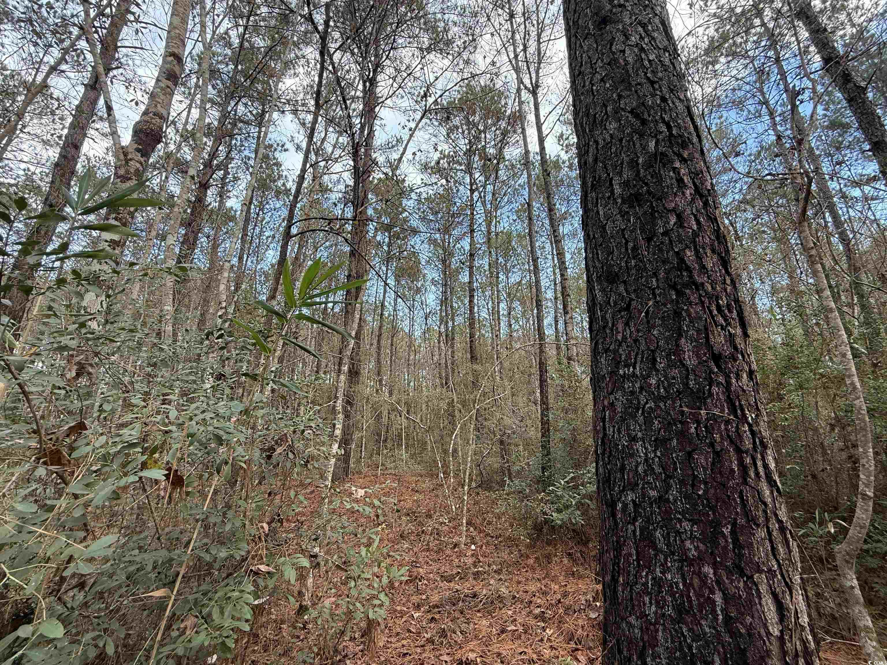 Tract D - Tbd Tract D - Tbd Pennyroyal Road Georgetown, SC 29440 - Photo 22 of 23