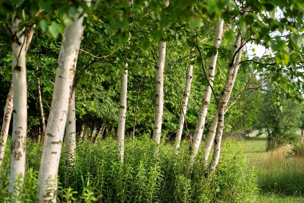 Kiehnau Road Egg Harbor, WI 54209 - Photo 16 of 24