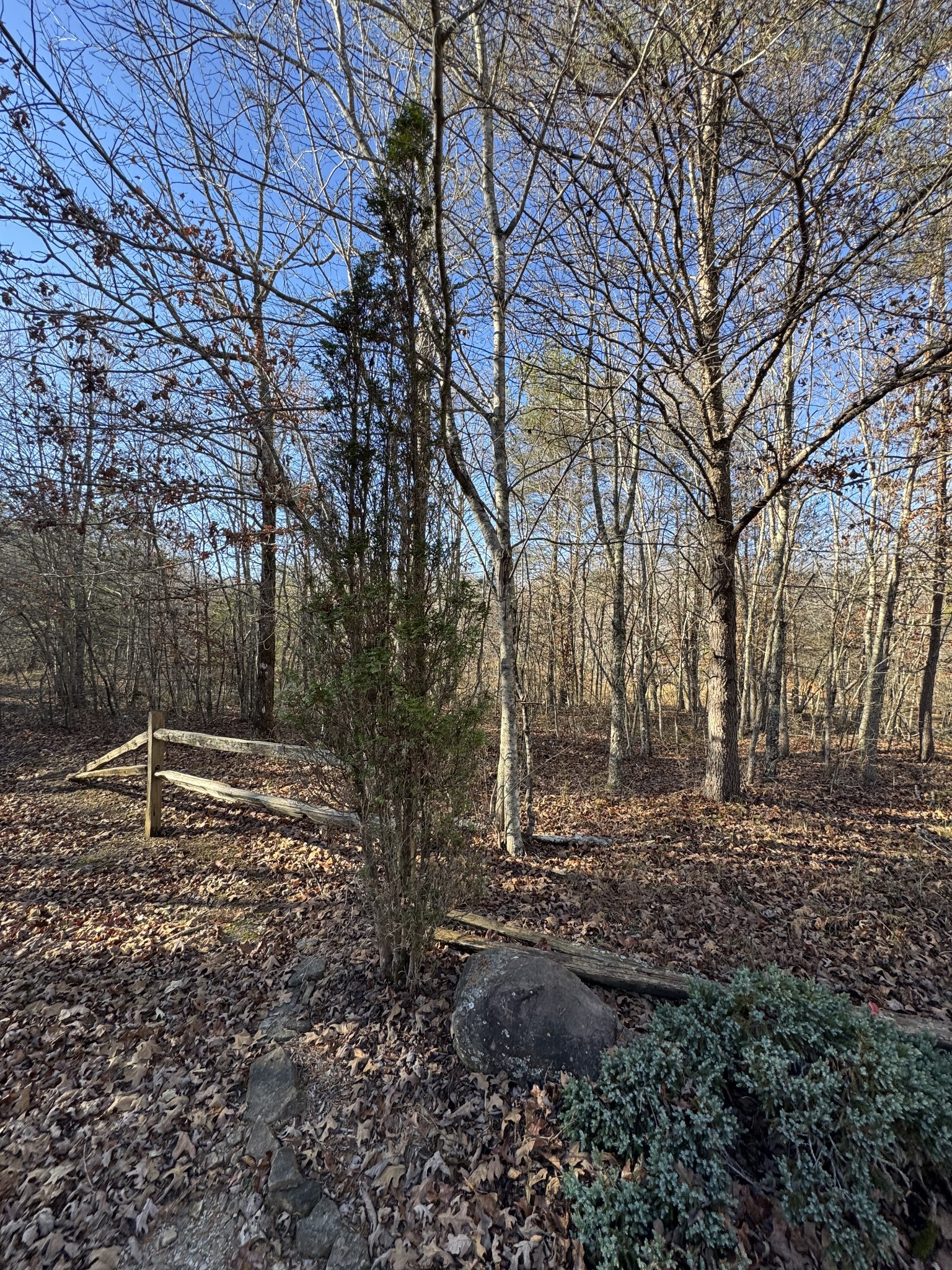 224 Azalea Ridge Road Tracy City, TN 37387 - Photo 13 of 20 a backyard of a house with lots of green space