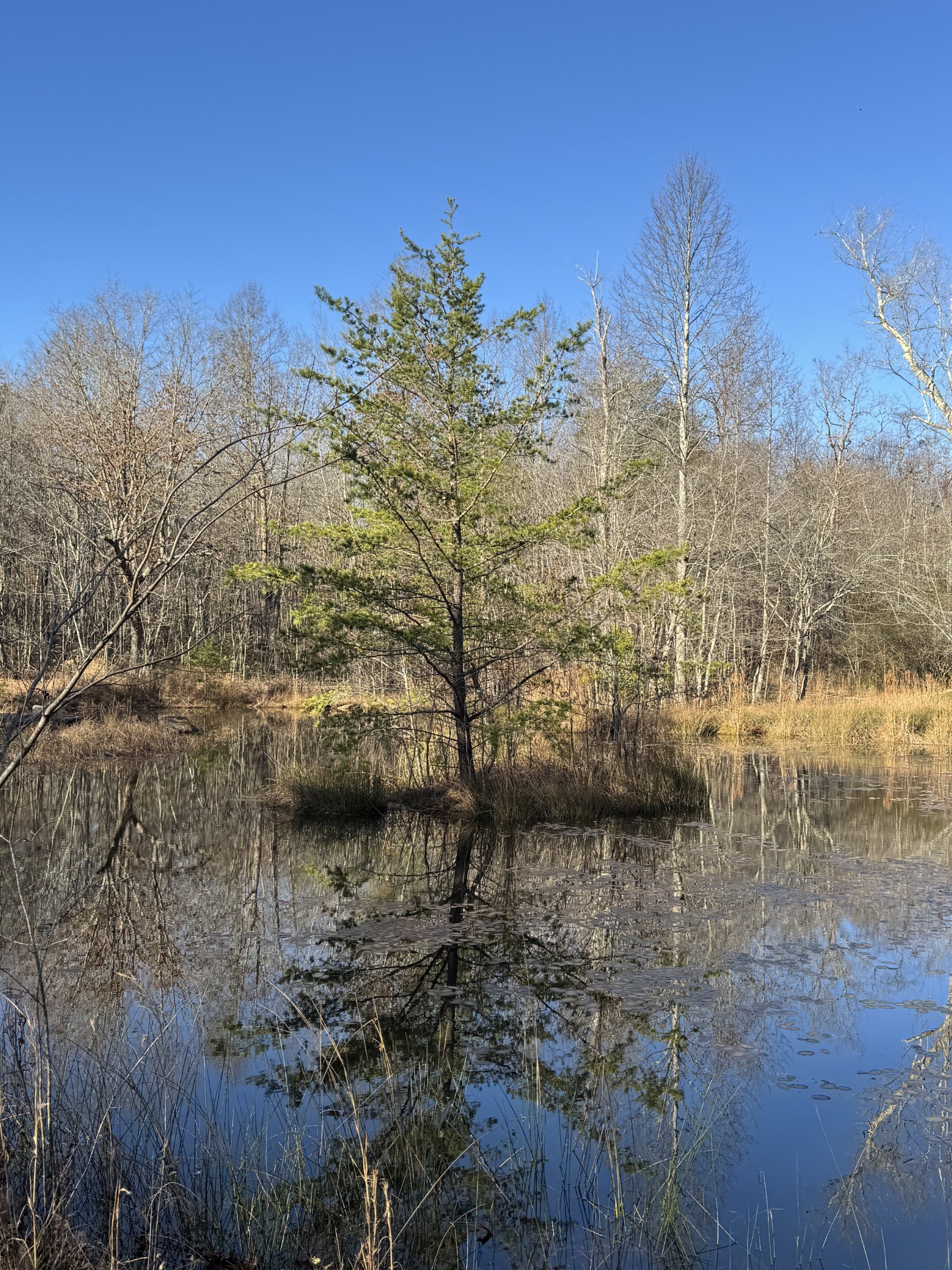 224 Azalea Ridge Road Tracy City, TN 37387 - Photo 3 of 20