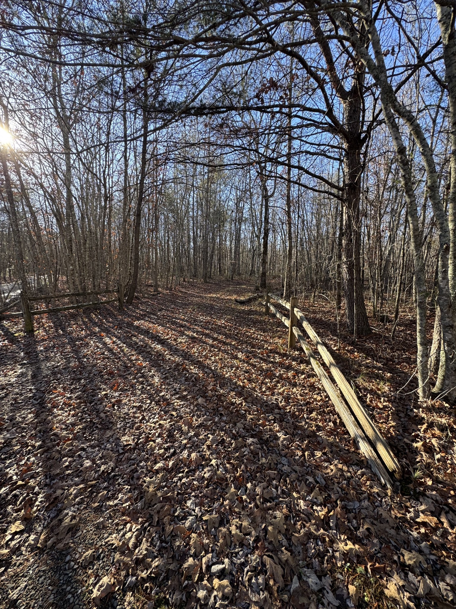 224 Azalea Ridge Road Tracy City, TN 37387 - Photo 8 of 20 a view of a yard with large trees