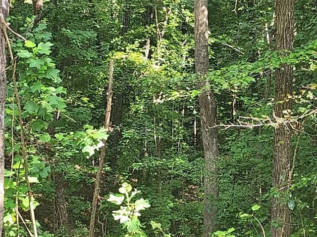 a view of a lush green forest