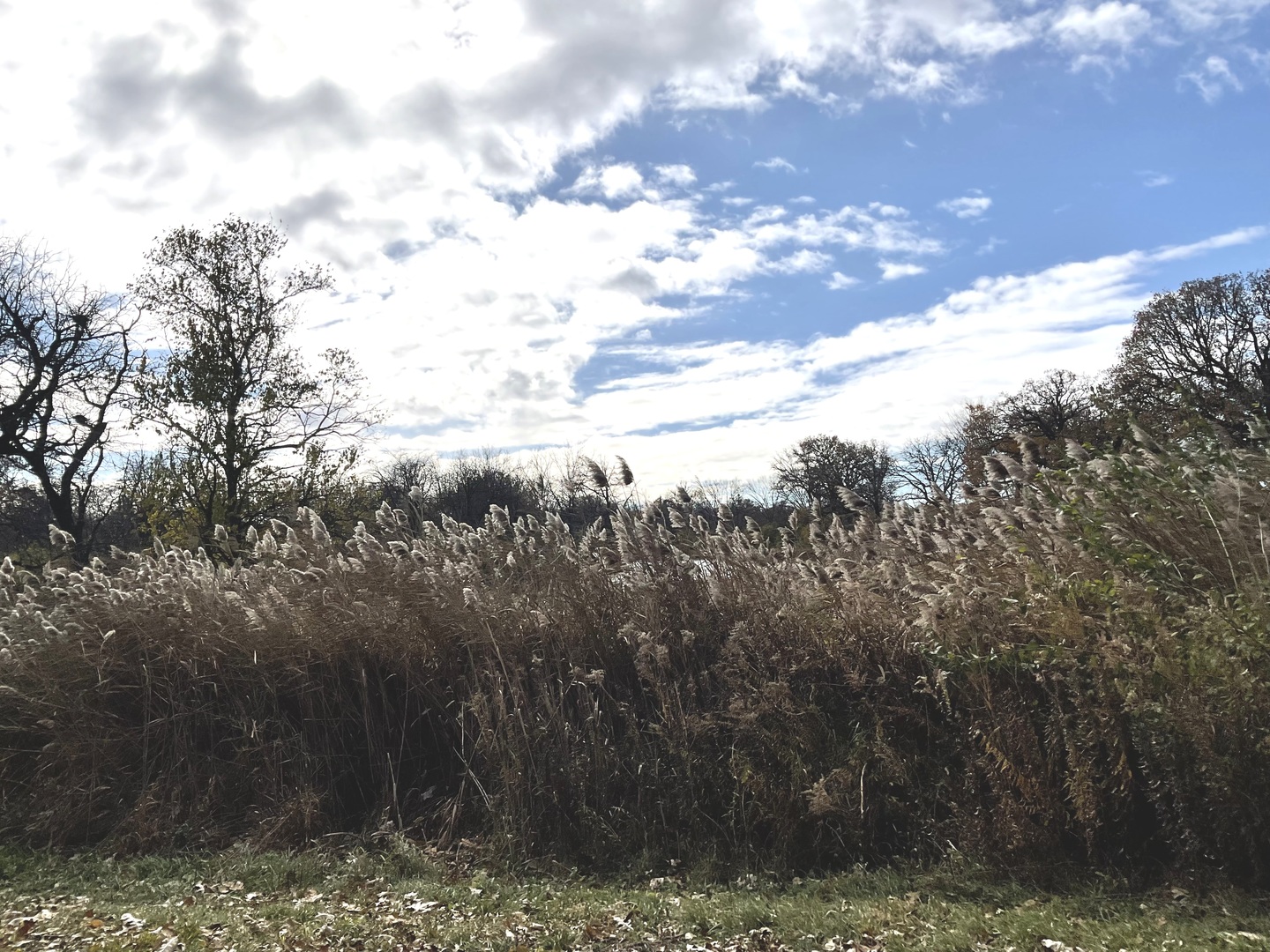 6010-6060 East Minooka Road Minooka, IL 60447 - Photo 12 of 24 a view of a yard