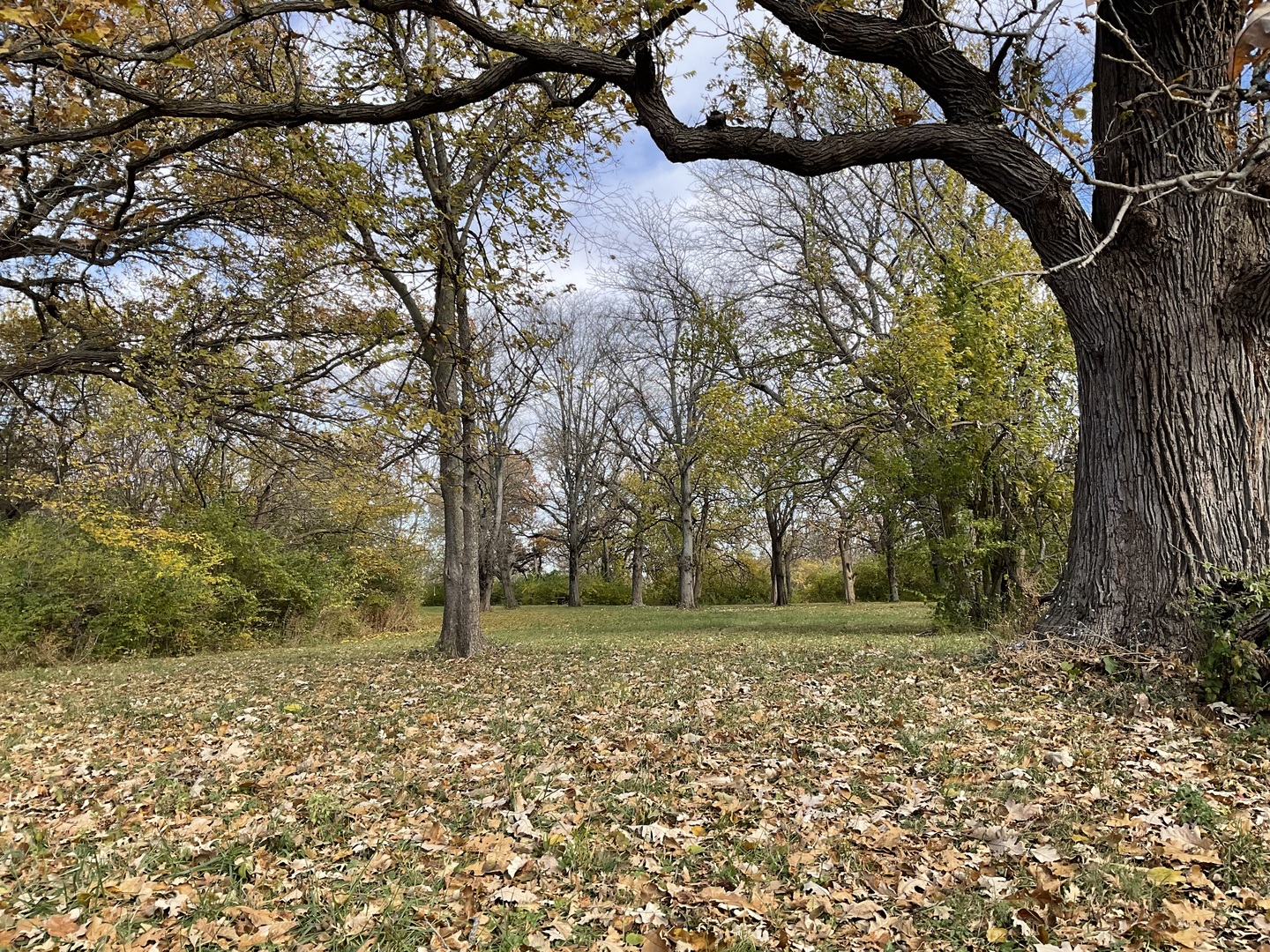 6010-6060 East Minooka Road Minooka, IL 60447 - Photo 20 of 24 a view of a yard with an trees