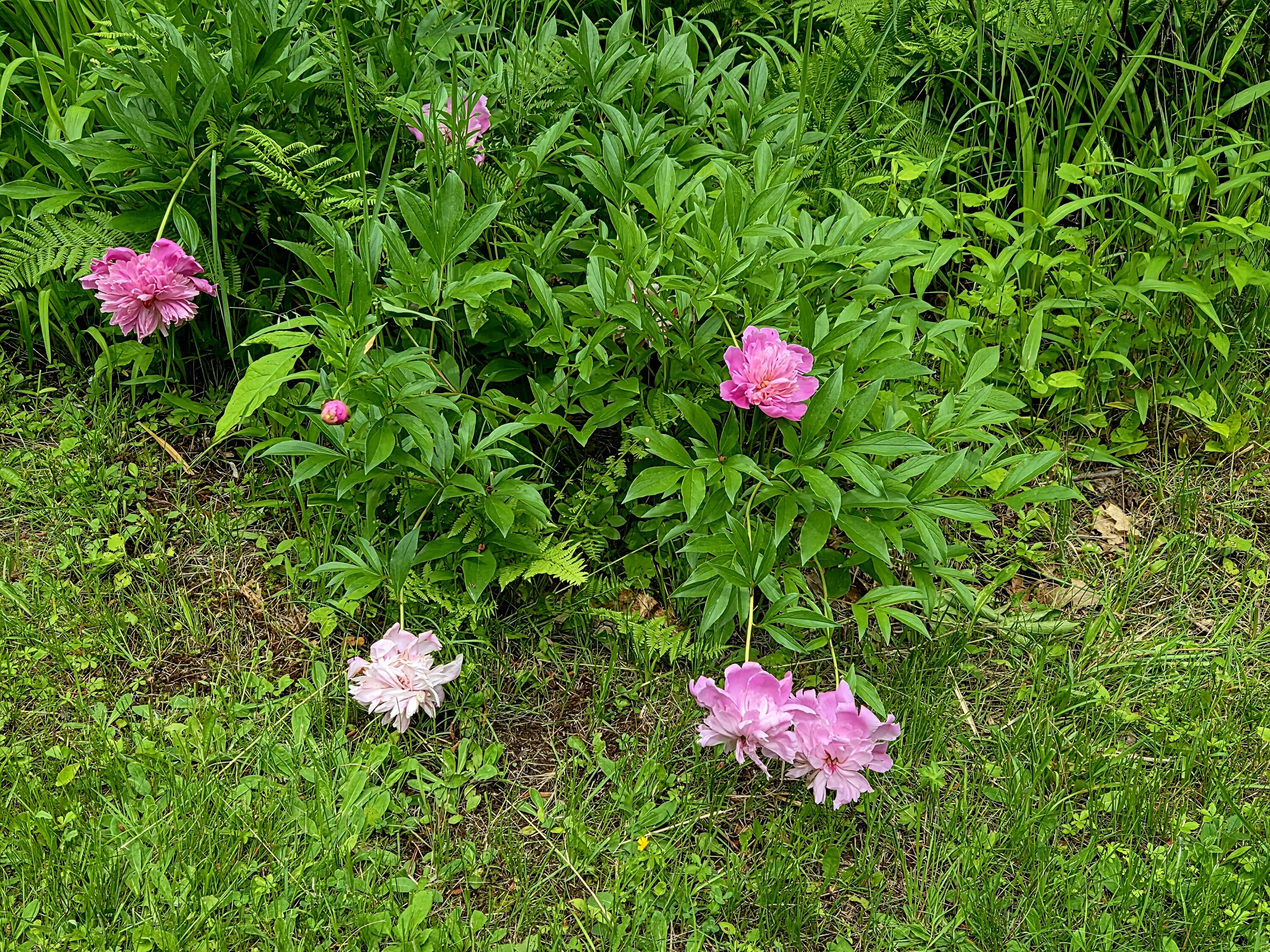 681 Temple Road Farmington, ME 04938 - Photo 53 of 74 20260622_150712