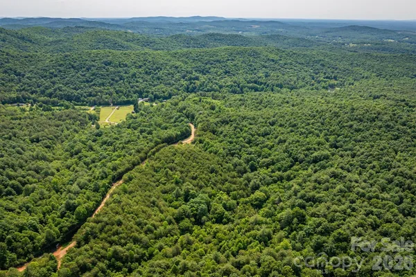 a view of a lush green forest