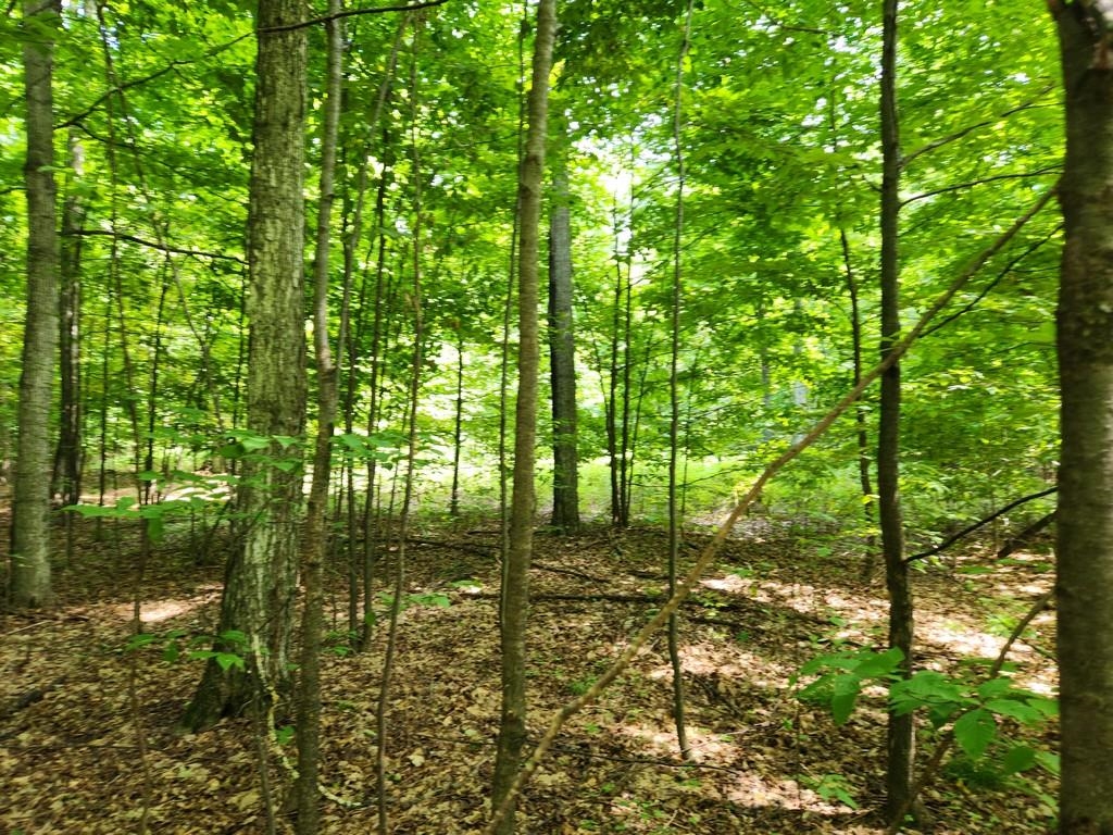 Off Crawford Lake Road Northeast Kalkaska, MI 49646 - Photo 16 of 25