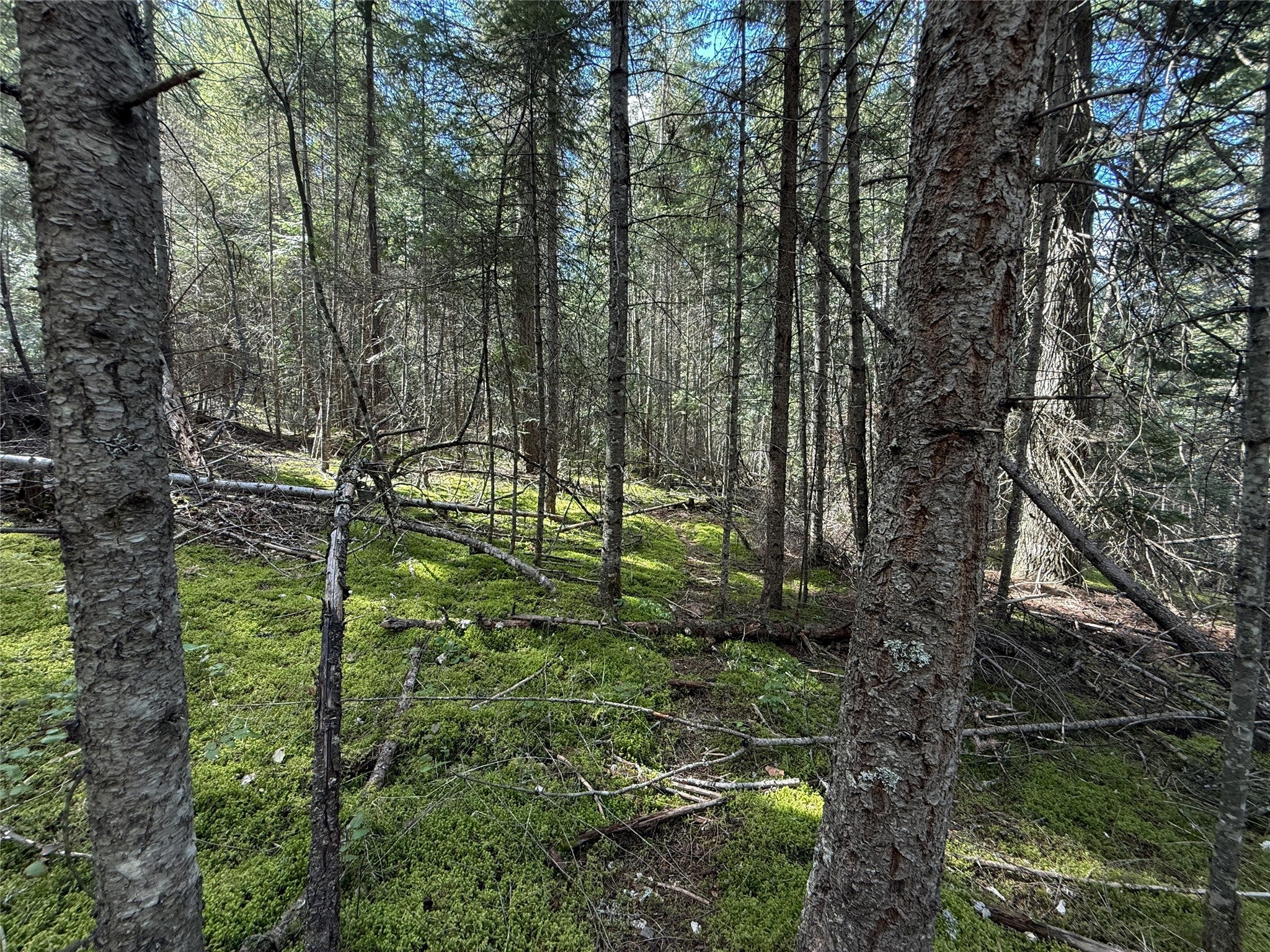 N/a Wapiti Point Road Thompson Falls, MT 59873 - Photo 12 of 17 Gallery Image 12