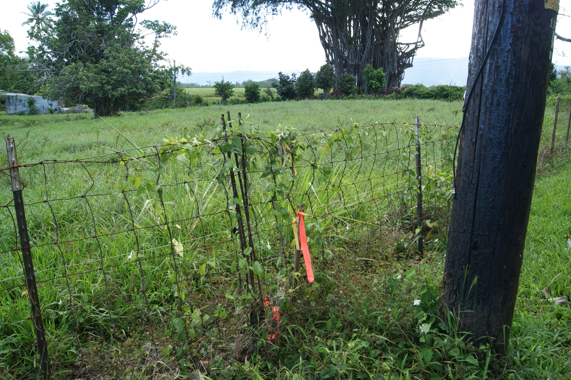 Olohena Road Kapaa, HI 96746 - Photo 11 of 14