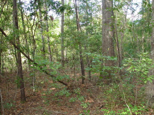 6 Parkers Ferry Road Adams Run, SC 29426 - Photo 5 of 5 wooded land