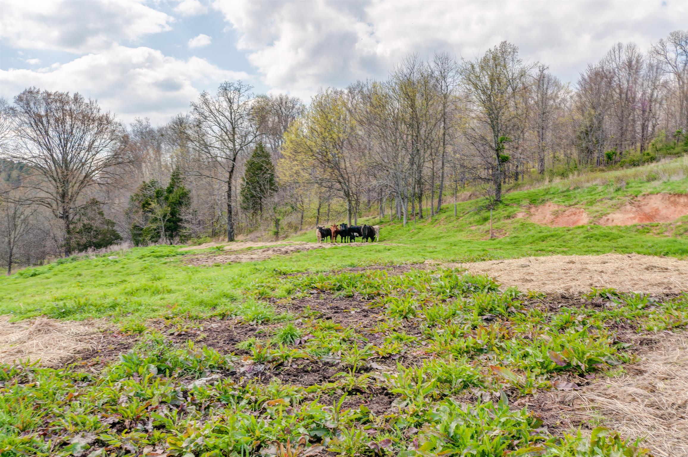 2440 Dunlap Road Duck River, TN 38454 - Photo 4 of 22 Gallery Image 4