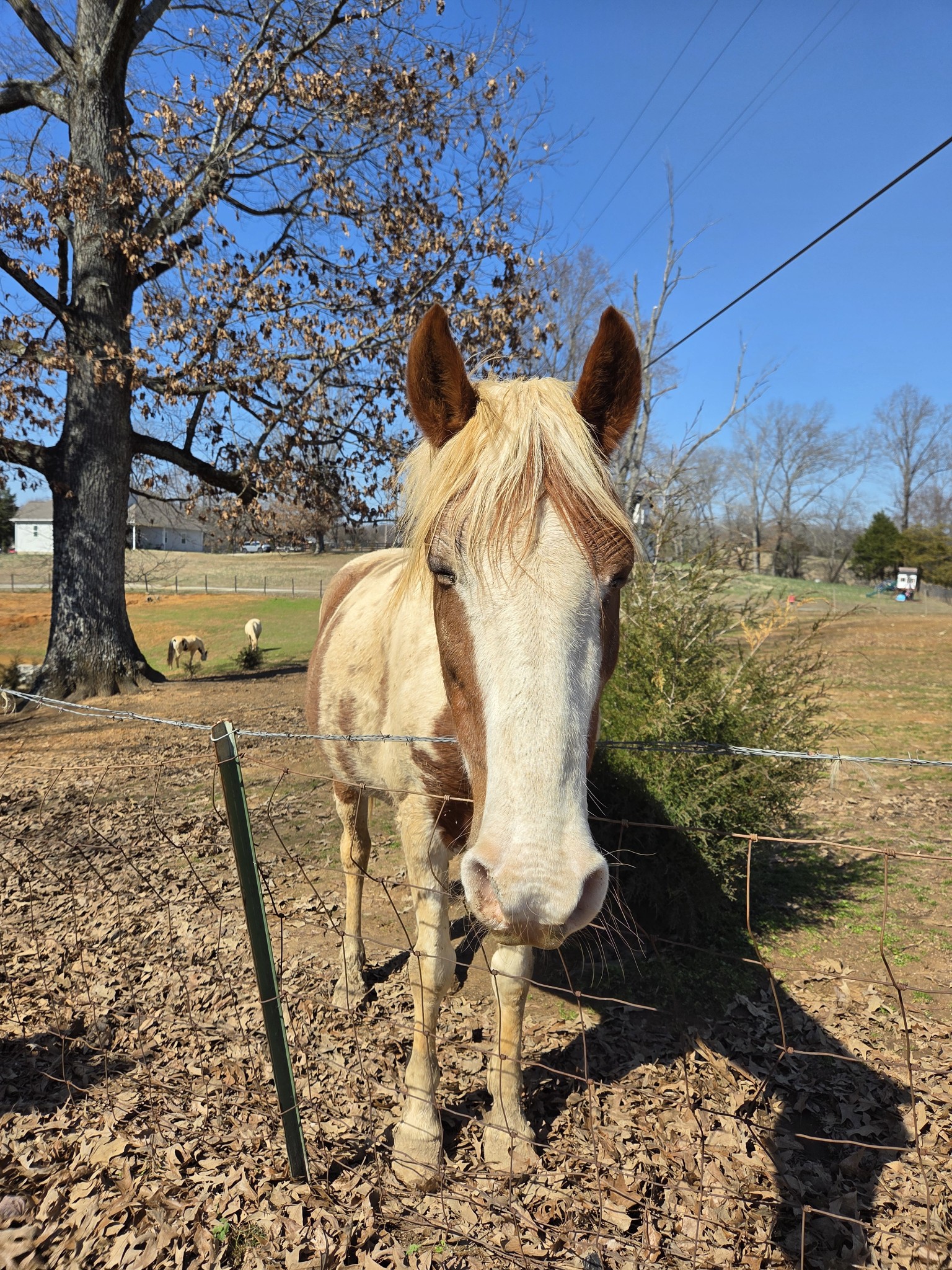 1733 Belotes Ferry Road Lebanon, TN 37087 - Photo 48 of 48