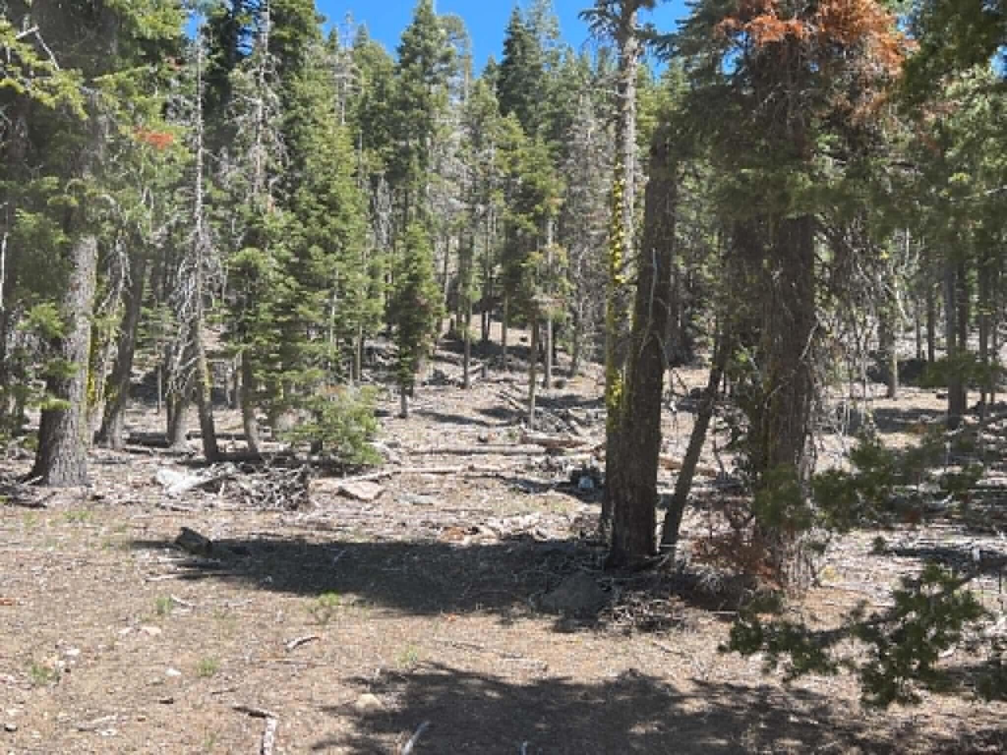 0 Logging Road Shingletown, CA 96088 - Photo 17 of 32 a view of a yard with trees