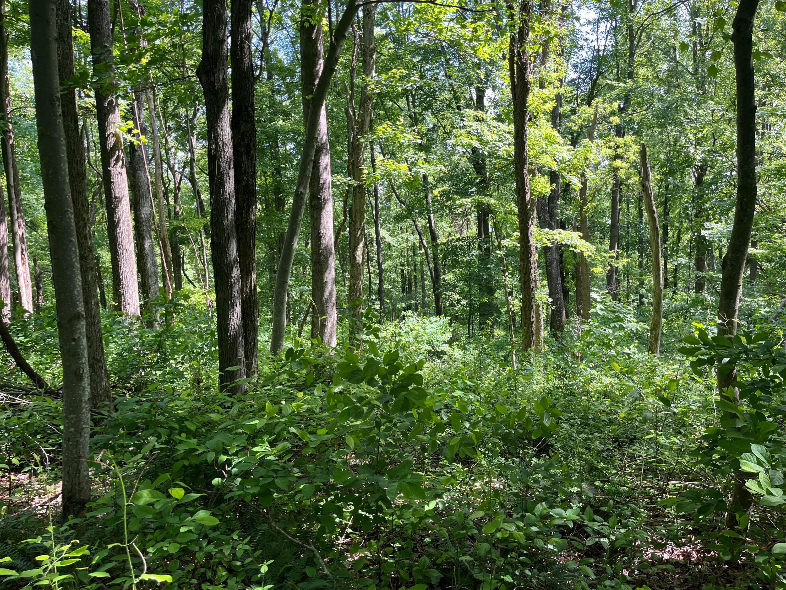 15359 Burcham Road Logan, OH 43138 - Photo 8 of 9 IMG_5016
