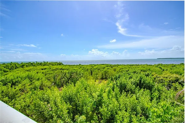 a view of a bunch of plants and trees