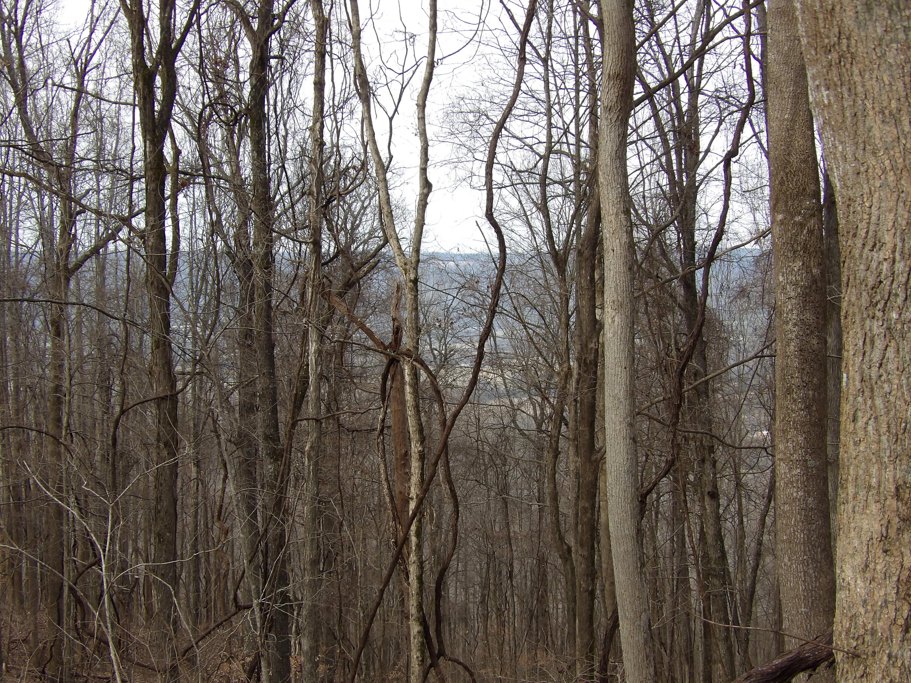 4 Fox Ridge Road, Unit 84 Pikeville, TN 37367 - Photo 4 of 8 100_0522