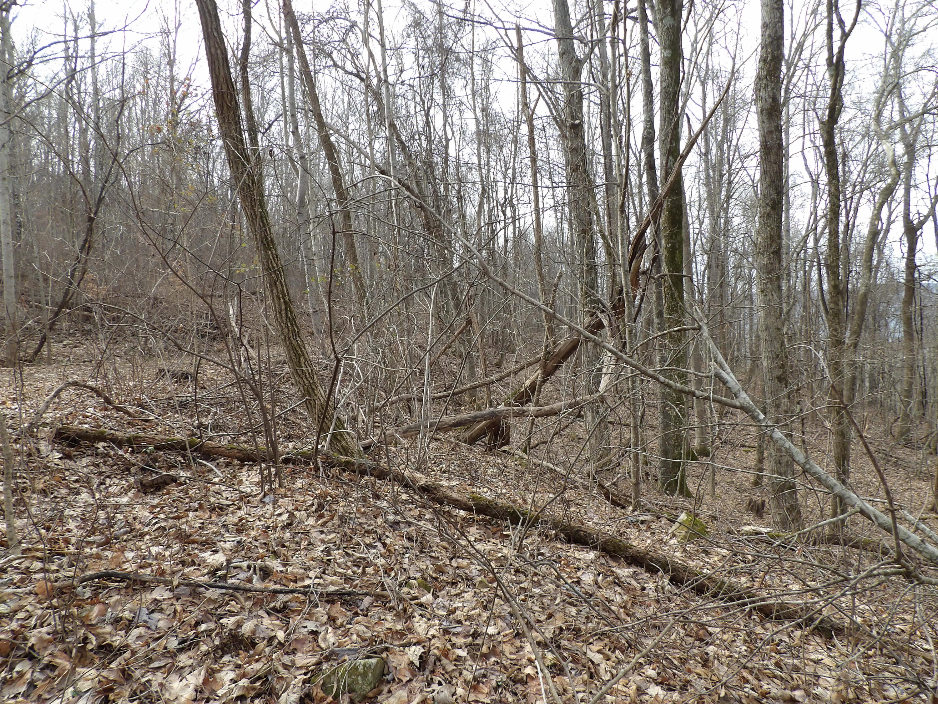 4 Fox Ridge Road, Unit 84 Pikeville, TN 37367 - Photo 6 of 8 100_0524