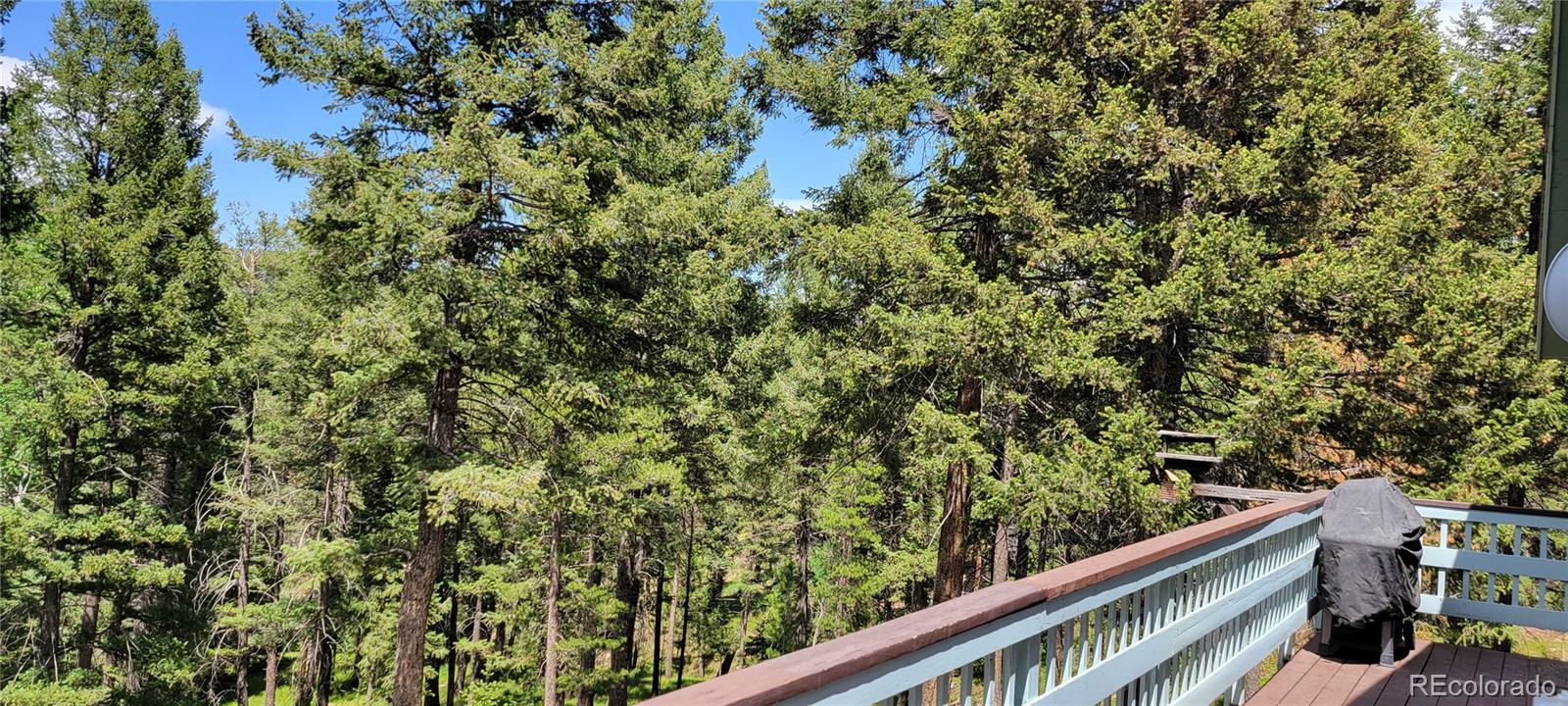19533 Silver Ranch Road Conifer, CO 80433 - Photo 11 of 19 a view of a green field with plants