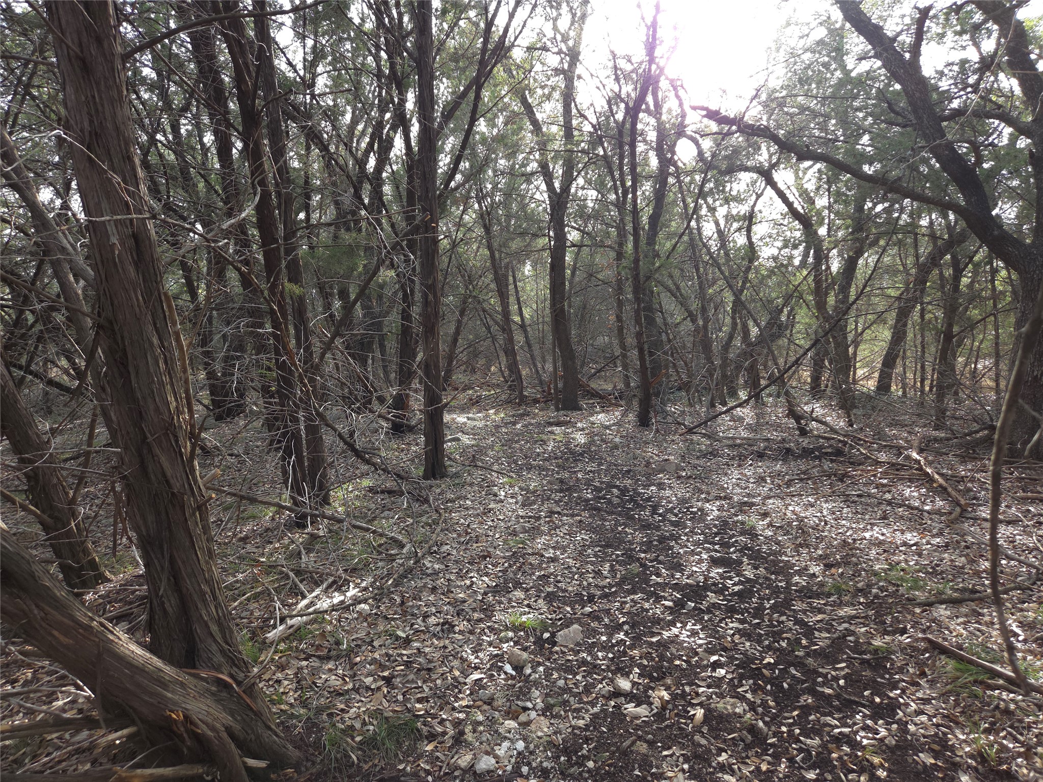 Tbd Oakland Road Georgetown, TX 78633 - Photo 7 of 14 View of local wilderness