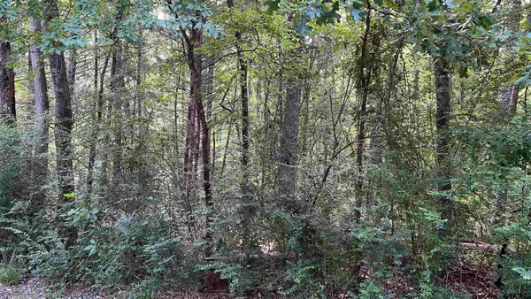 a view of a forest with trees