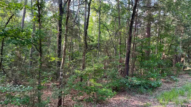 a view of a forest with trees in the background