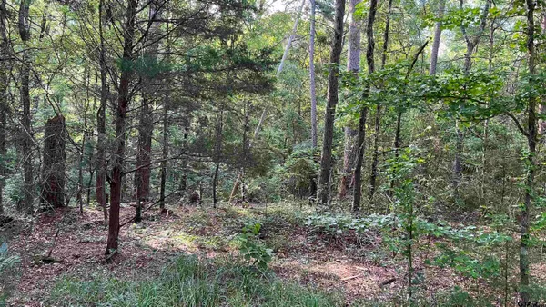 a view of a lush green forest