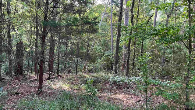 a view of a lush green forest