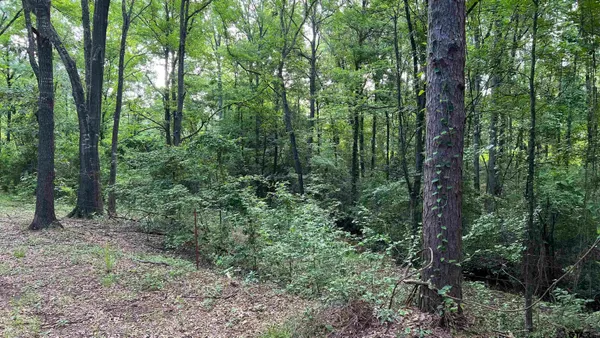 a view of a forest with trees