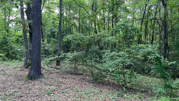 a view of a forest with trees in the background