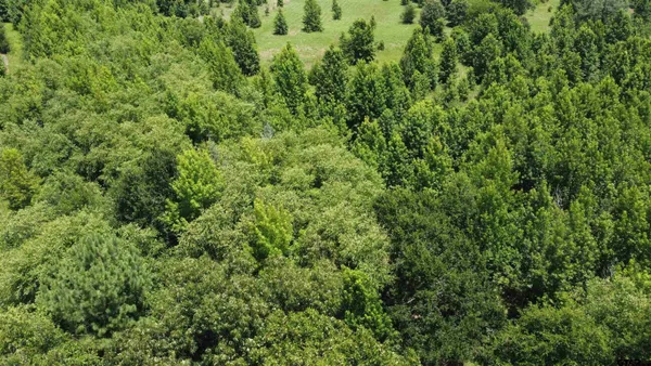 a view of forest