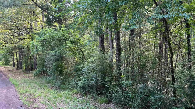 a view of a lush green forest