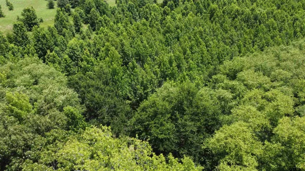a view of forest