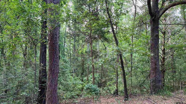 a view of a lush green forest