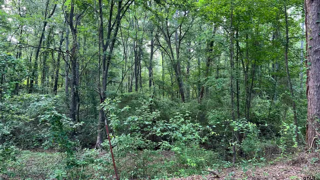 a view of forest