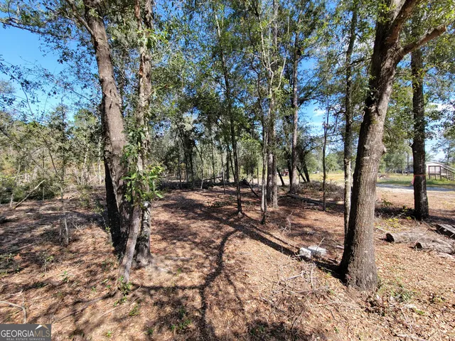 a view of a forest with trees