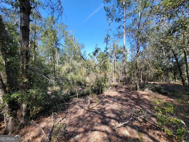 a view of a forest with trees in the background