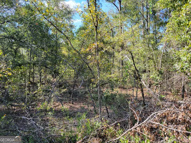 a view of a forest with trees in the background