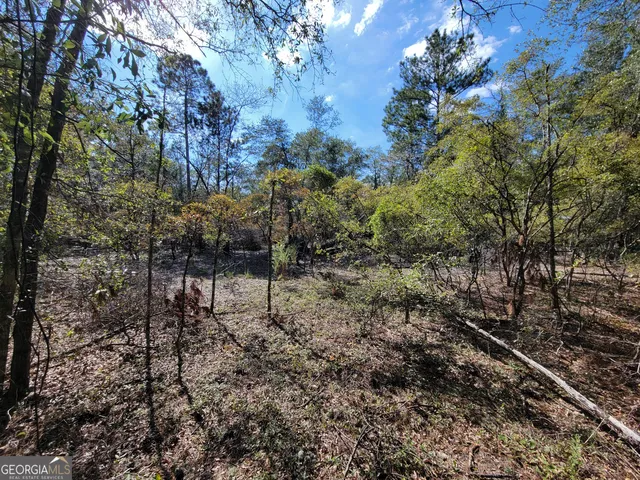 a view of a forest with trees