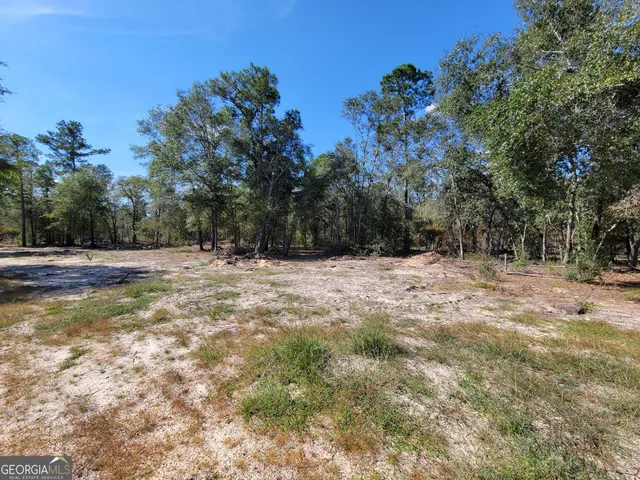 a view of a forest filled with trees