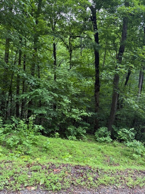 0 Mayapple Drive Cadiz, KY 42211 - Photo 3 of 6 a view of a lush green forest