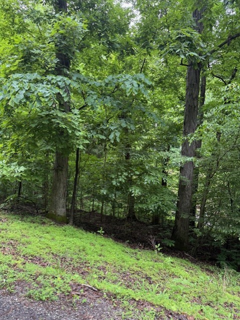 0 Mayapple Drive Cadiz, KY 42211 - Photo 6 of 6 a view of a yard